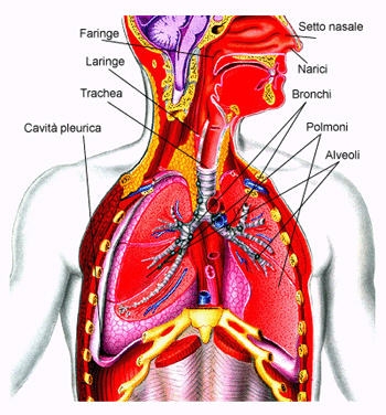 L'apparato respiratorio - IL PERCORSO DELL'ARIA FINO AI POLMONI, IL CICLO RESPIRATORIO, GLI SCAMBI GASSOSI NEGLI ALVEOLI, IL TRASPORTO DELL'OSSIGENO, 